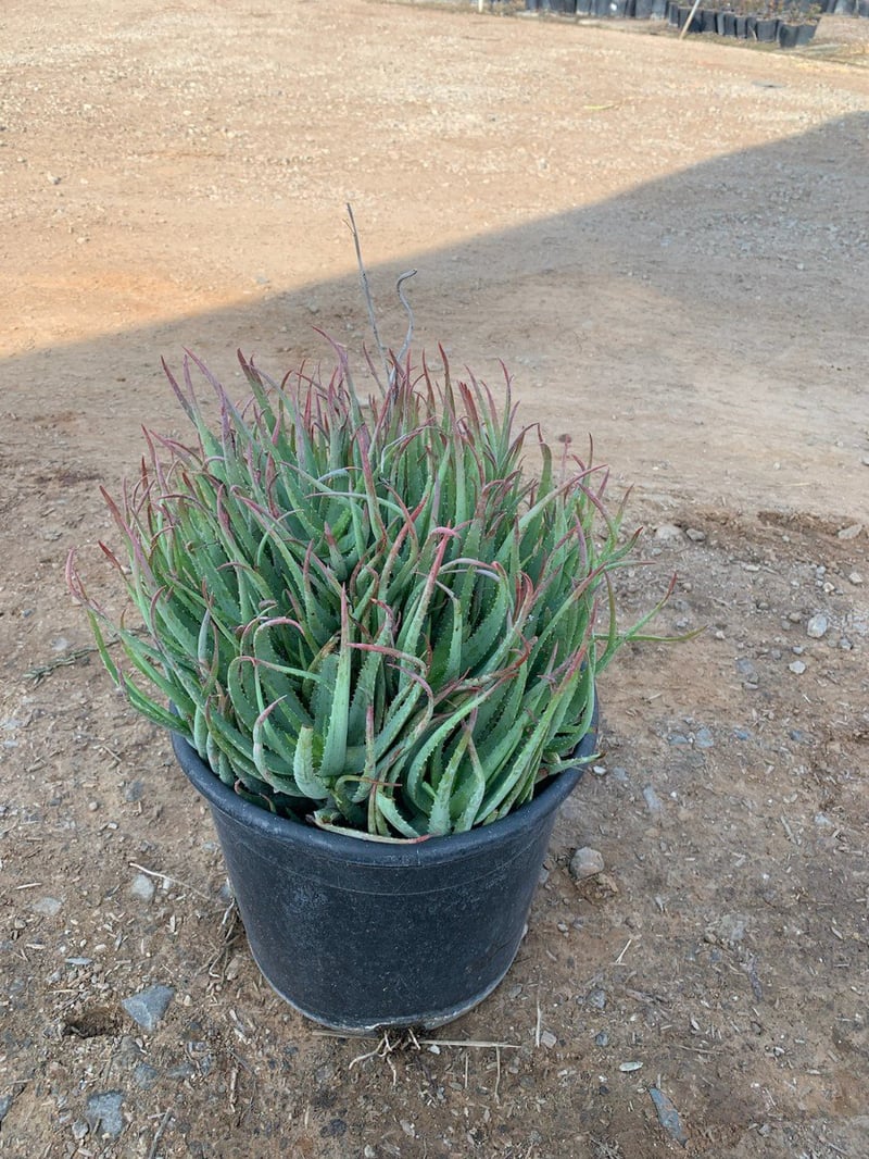 Photo for Aloe 'Blue Elf' (California Aloe, Blue Boy)