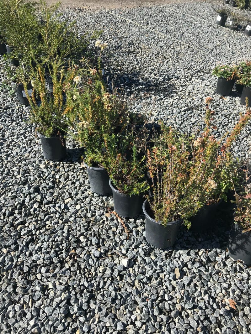 Photo for Eriogonum fasciculatum (California Buckwheat)