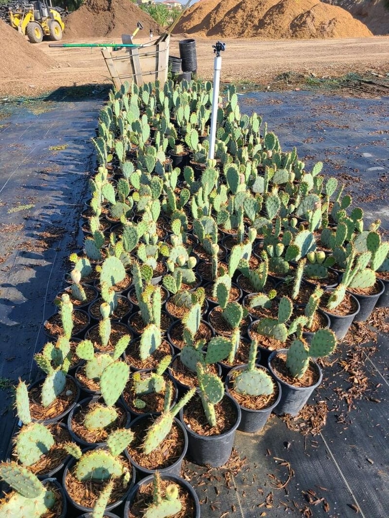 Photo for Opuntia littoralis (Coastal Prickly-Pear)