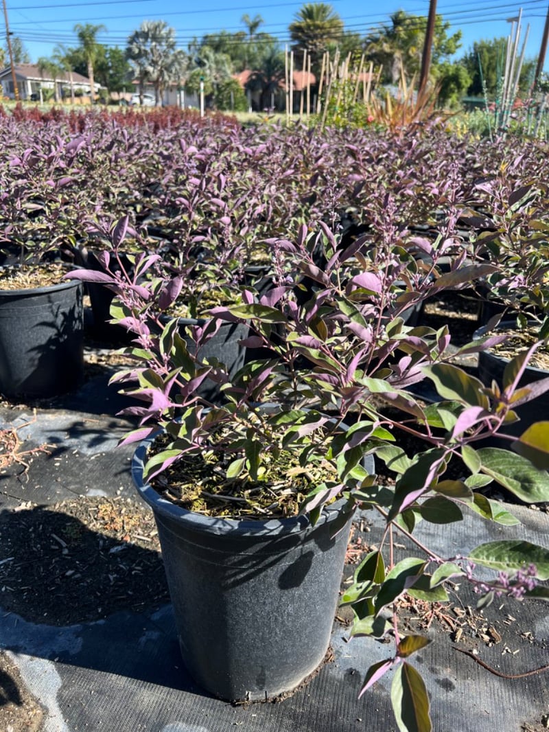 Photo for Vitex trifolia 'Purpurea' (Arabian Lilac)