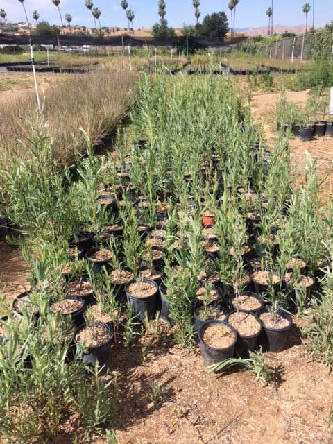 Photo for Salix exigua (Narrowleaf Willow)