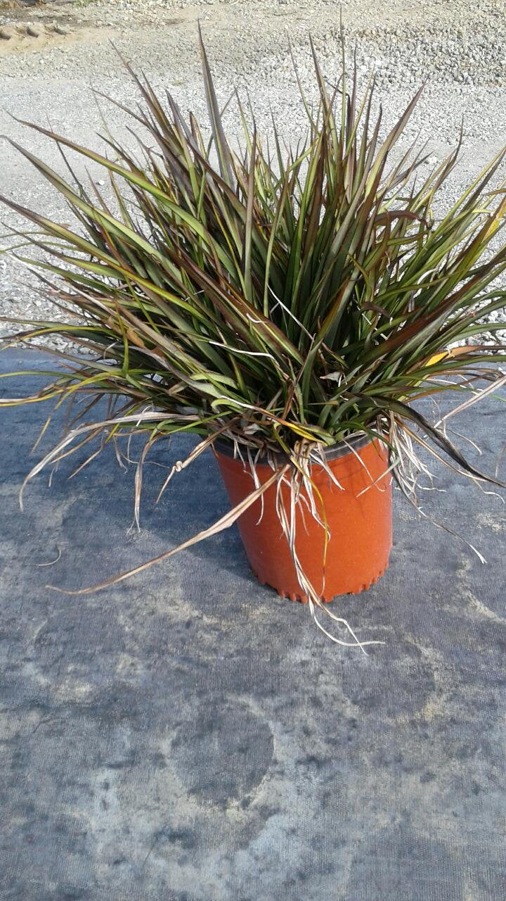 Photo for Phormium tenax ‘Tom Thumb’ (Tom Thumb New Zealand Flax)