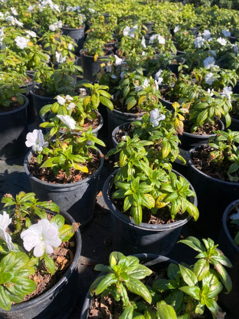 Photo for Impatiens hawkeri (New Guinea Impatiens)