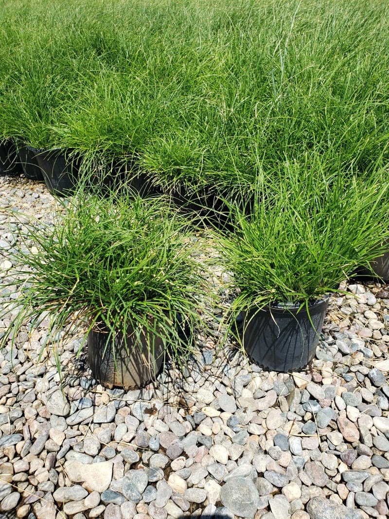 Photo for Carex tumulicola (Foothill Sedge)