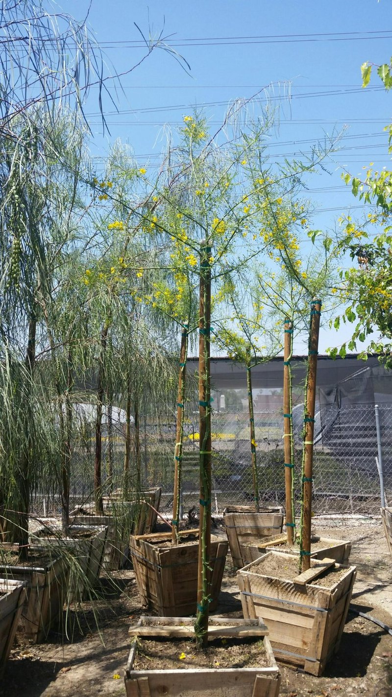 Photo for Cercidium x 'Desert Museum' (Standard) (Desert Museum Palo Verde)