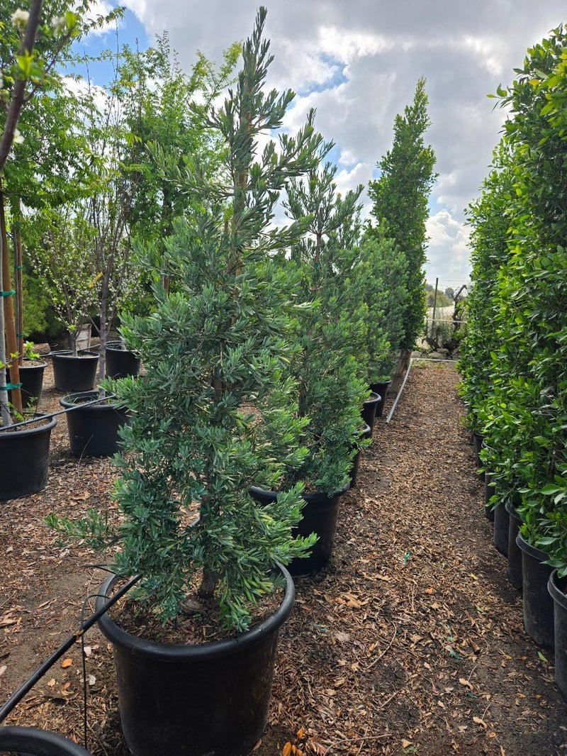 Photo for Podocarpus elongatus 'Monmal' (Icee Blue Monmal Yellow-Wood)