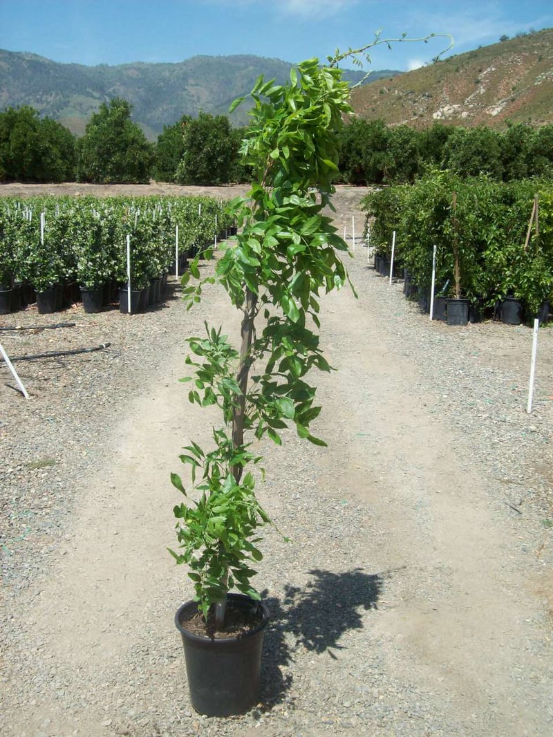 Photo for Wisteria sinensis 'Cooke's Purple' (Purple Chinese Wisteria)