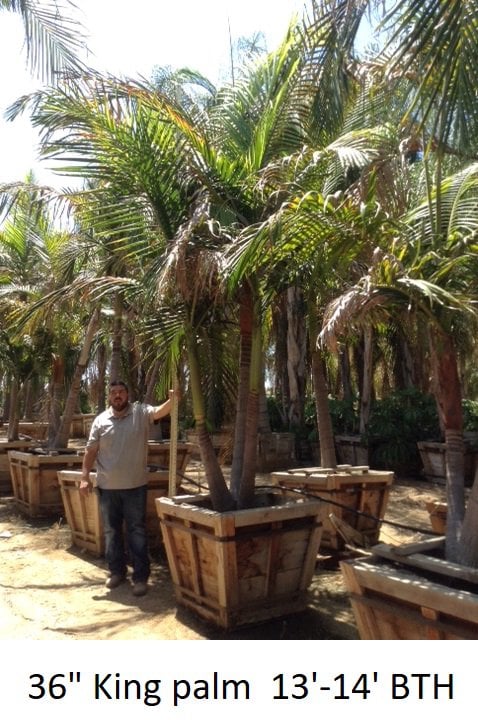 Photo for Archontophoenix cunninghamiana (Multi) (King Palm (Multi))