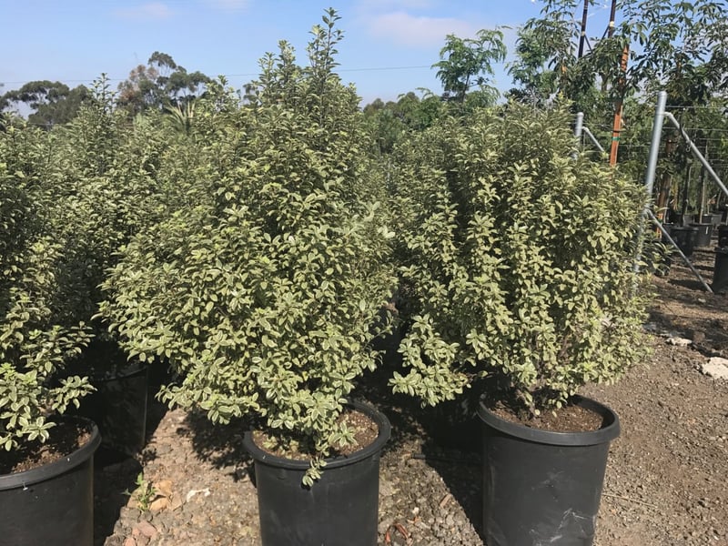 Photo for Pittosporum tenuifolium 'Marjorie Channon' (Variegated Kohuhu)