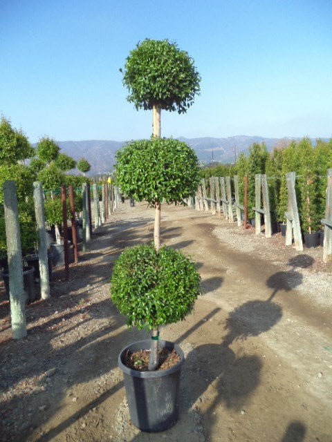 Photo for Syzygium paniculatum (3-Tier Poodle Topiary) (Brush Cherry Poodle Topiary)