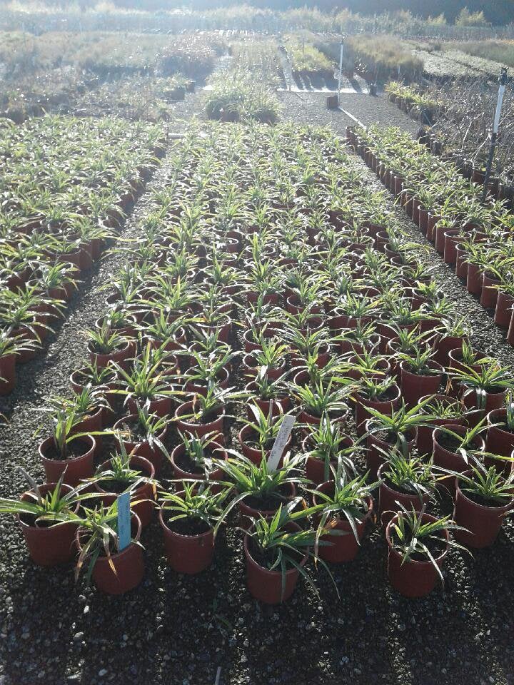 Photo for Hemerocallis spp. (Mixed Colors) (Assorted Day Lillies)