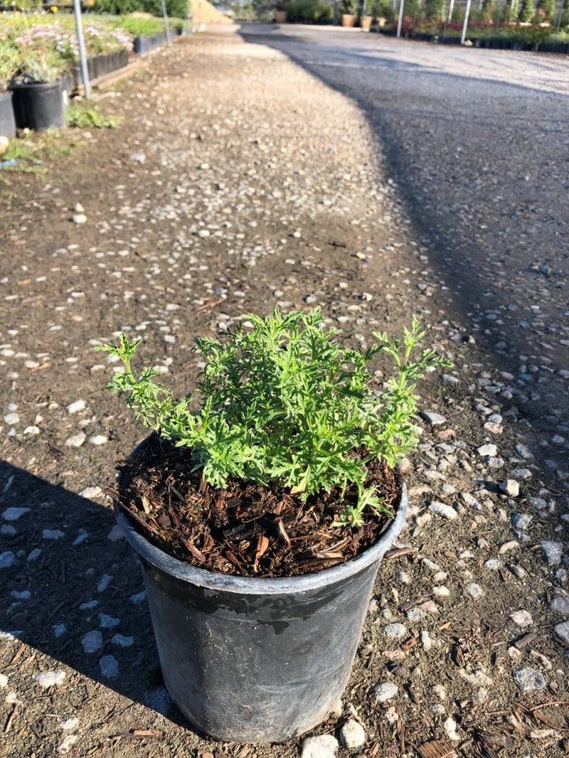 Photo for Verbena lilacina 'De La Mina' (De La Mina Verbena)