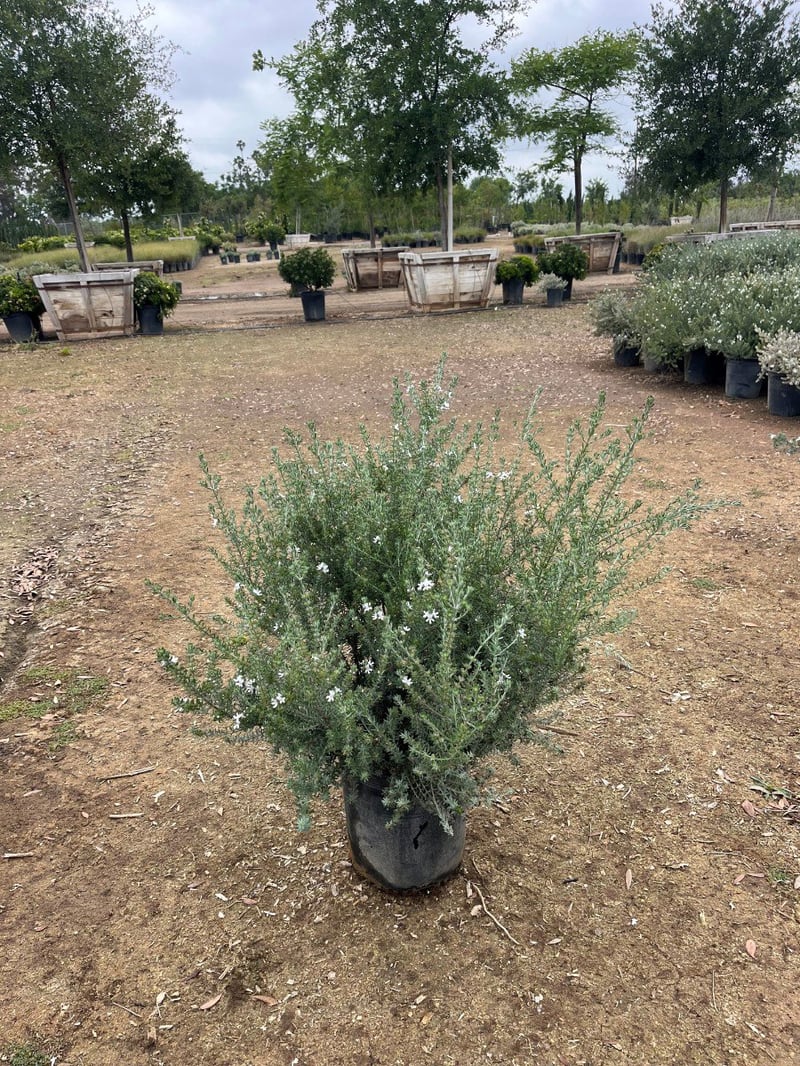 Photo for Westringia fruticosa (Globe) (Westringia Topiary)