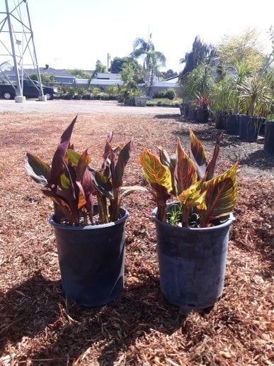 Photo for Canna 'Tropicanna' (Tropicanna Canna)