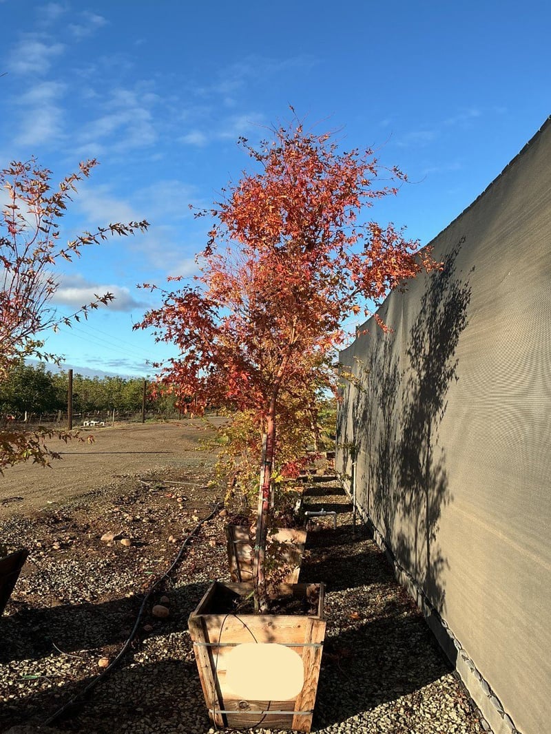 Photo for Acer palmatum 'Sango-kaku' (Sango-Kaku Japanese Maple)