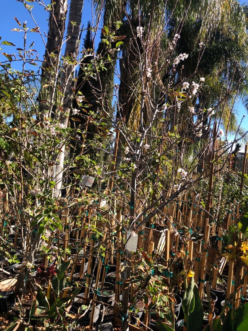 Photo for Prunus dulcis (Almond Tree)