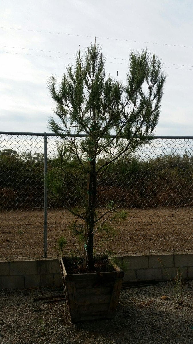 Photo for Pinus halepensis (Standard) (Aleppo Pine)