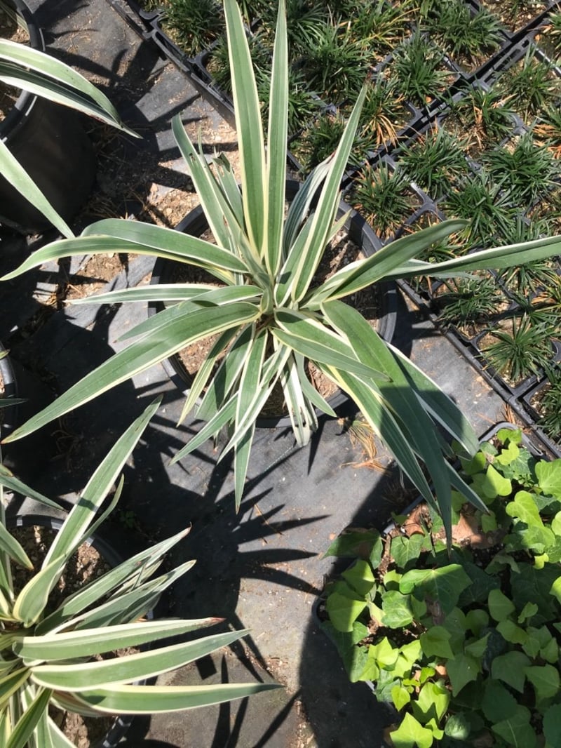 Photo for Dianella tasmanica (Tasman Flax Lily)