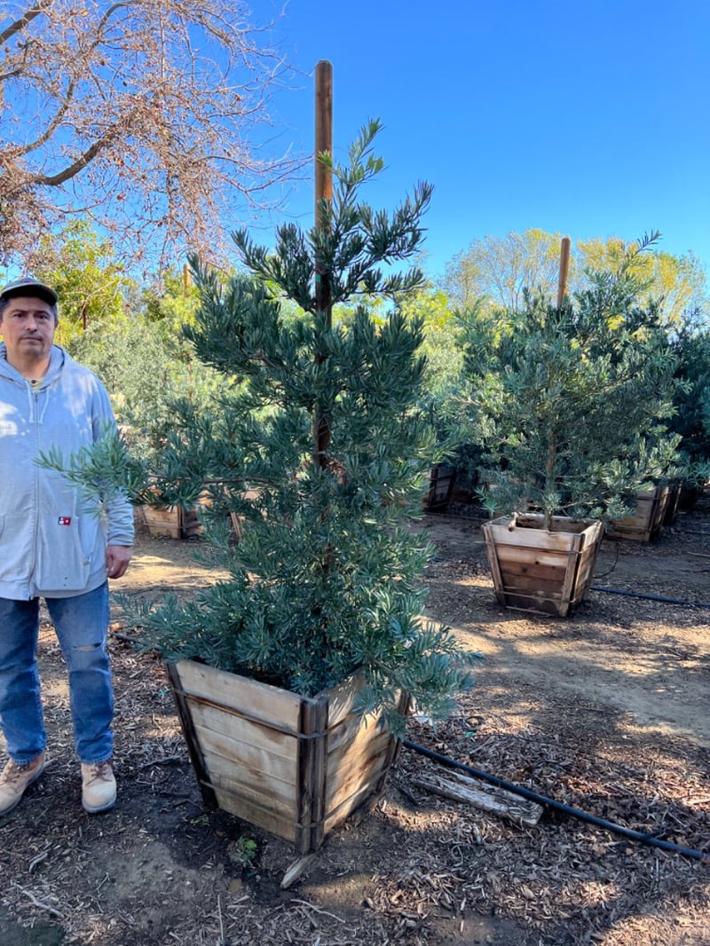 Photo for Podocarpus elongatus ‘Icee Blue' (Icee Blue Fern Pine)