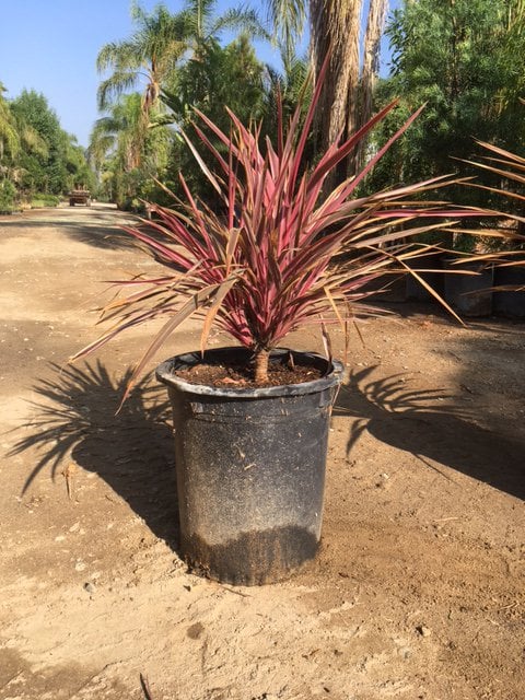 Photo for Cordyline australis 'Sunrise' (Sunrise Cordyline)