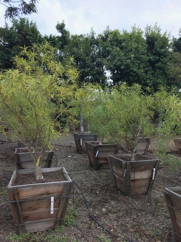 Photo for Thevetia peruviana (Yellow Oleander Tree)