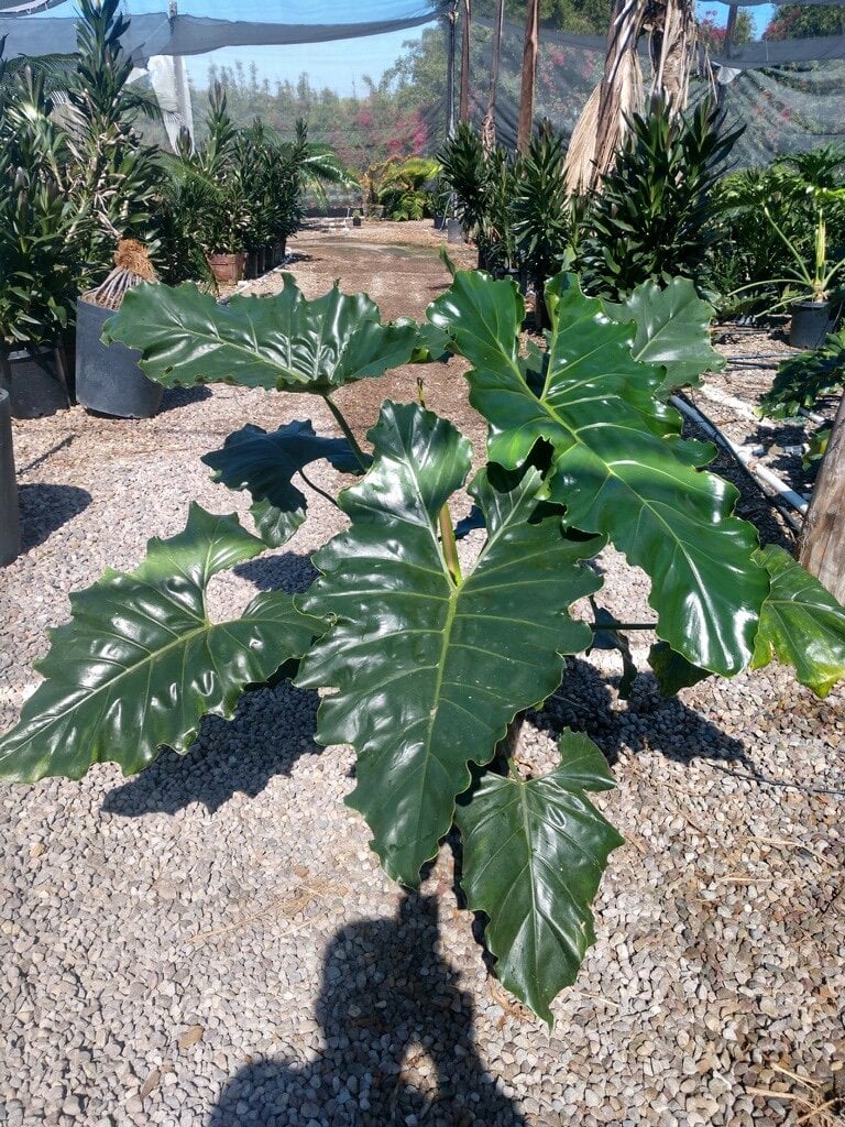 Photo for Philodendron x evansii (Philodendron Hybrid)