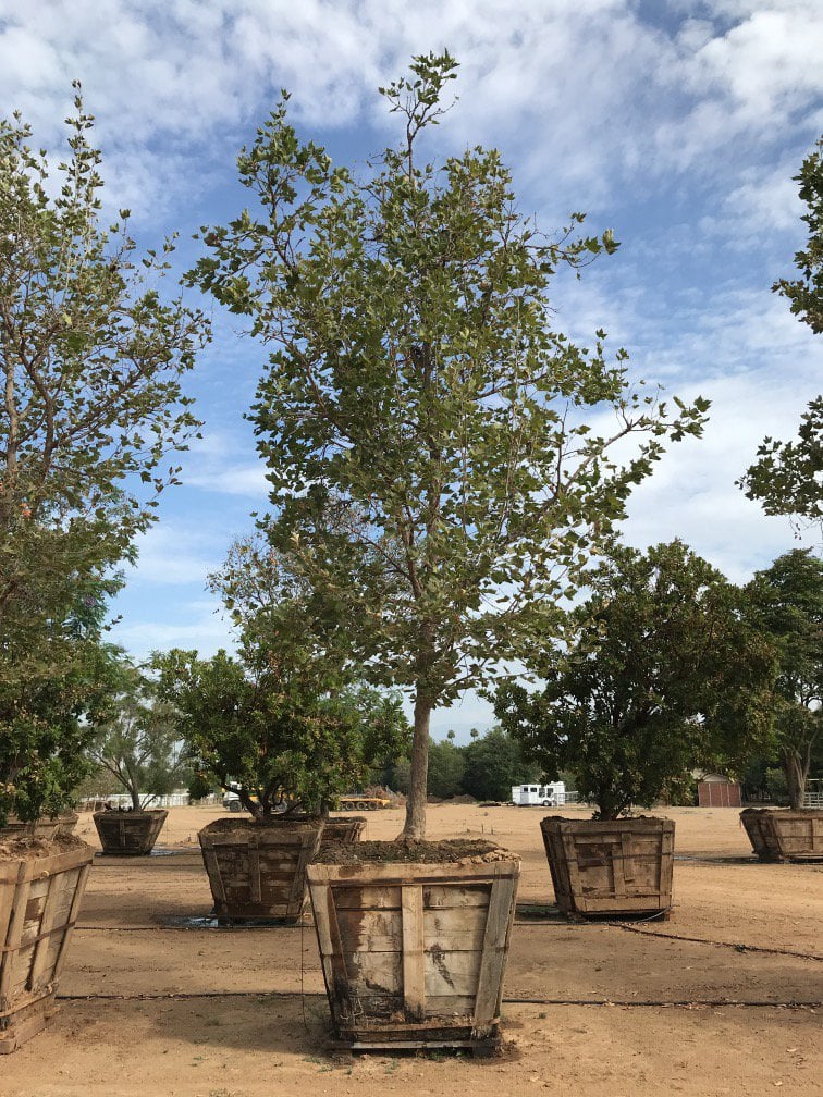 Photo for Platanus acerifolia 'Bloodgood' (Bloodgood London Plane Tree)