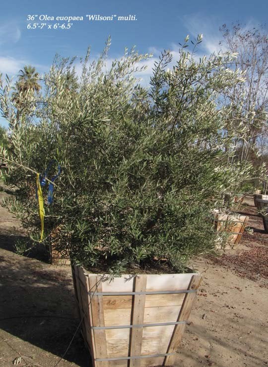 Photo for Olea europaea 'Wilsonii' (Low Branch) (Wilsonii Fruitless Olive)