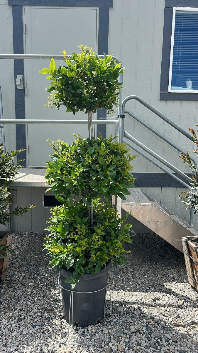 Photo for Ligustrum japonicum (3 Tier Topiary) (Ligustrum Topiary)