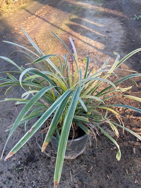 Photo for Liriope muscari 'Variegata' (Variegated Lilyturf)