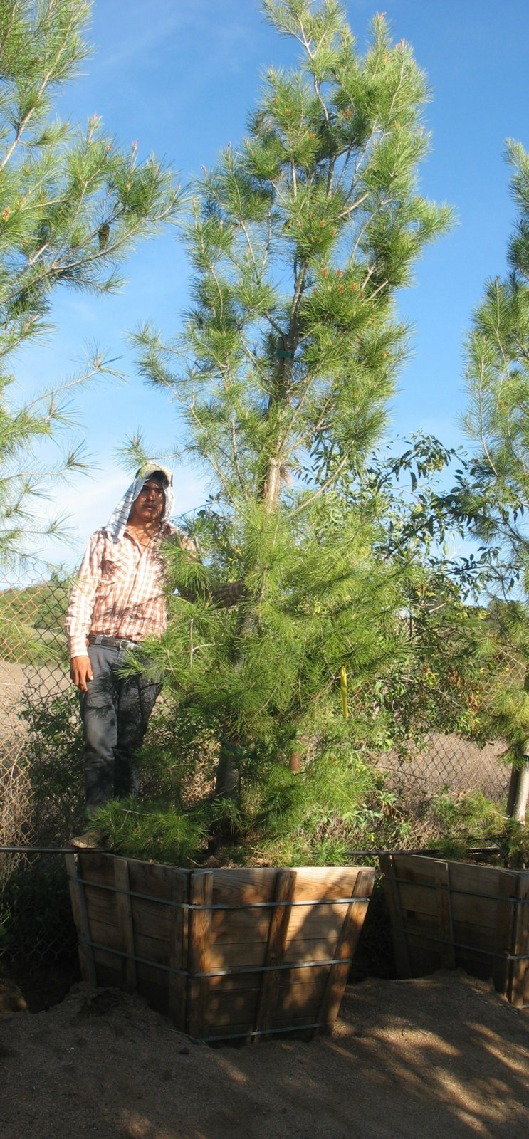 Photo for Pinus halepensis (Aleppo Pine)