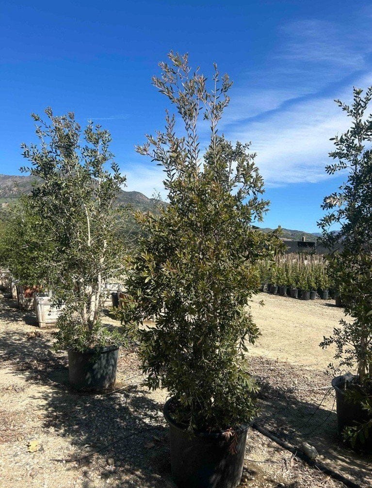 Photo for Melaleuca quinquenervia (Multi) (Cajeput Tree, Paperbark Tree)
