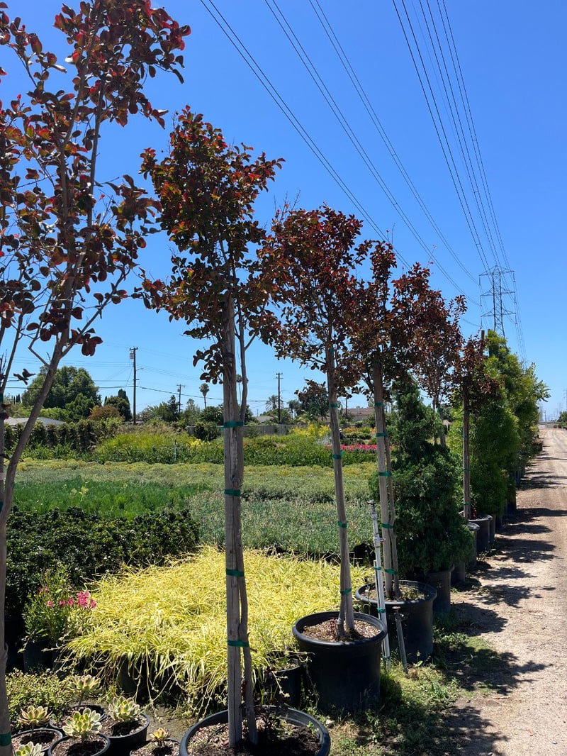 Photo for Lagerstroemia indica 'Dynamite' (Standard) (Dynamite Crape Myrtle)