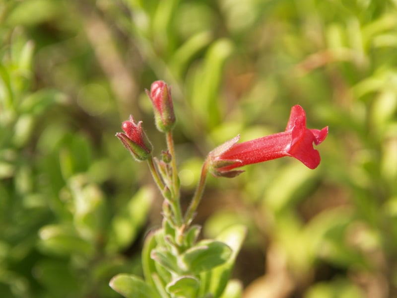 Photo for Gambelia speciosa 'Firecracker' (Firecracker Showy Island Snapdragon)
