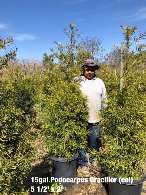 Photo for Podocarpus gracilior (Fern Pine)