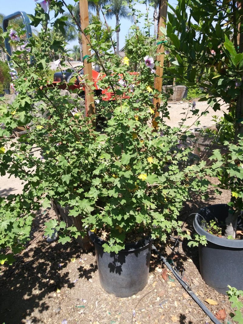 Photo for Lavatera maritima (Tree Mallow)