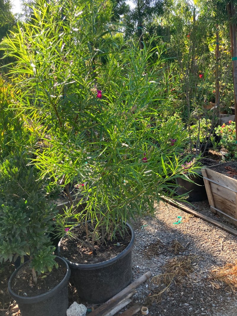 Photo for Chilopsis linearis 'Bubba' (Multi) (Bubba Desert Willow)