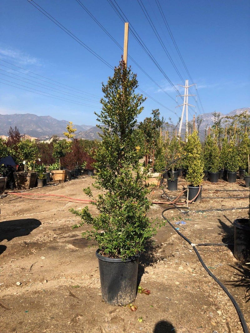 Photo for Eugenia myrtifolia (Brush Cherry)