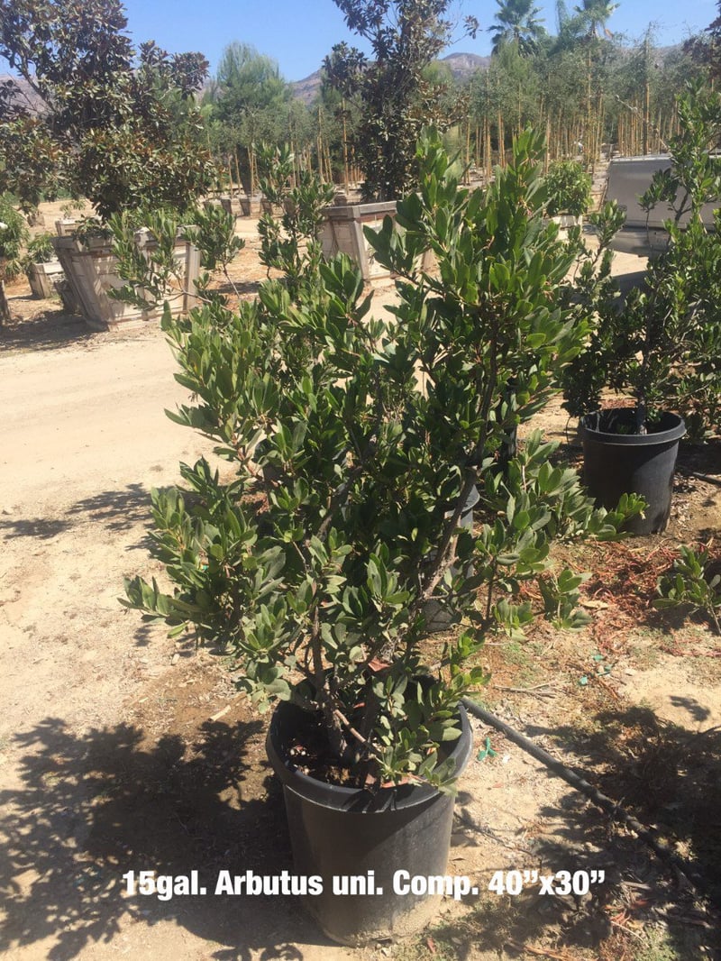 Photo for Arbutus unedo ‘Compacta’ (Dwarf Strawberry Tree)