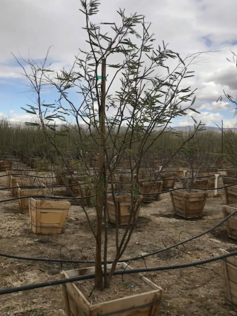 Photo for Prosopis chilensis (Multi) (Thornless Chilean Mesquite)