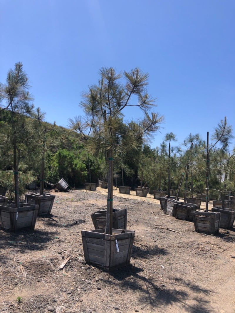 Photo for Pinus torreyana (Standard) (Torrey Pine)
