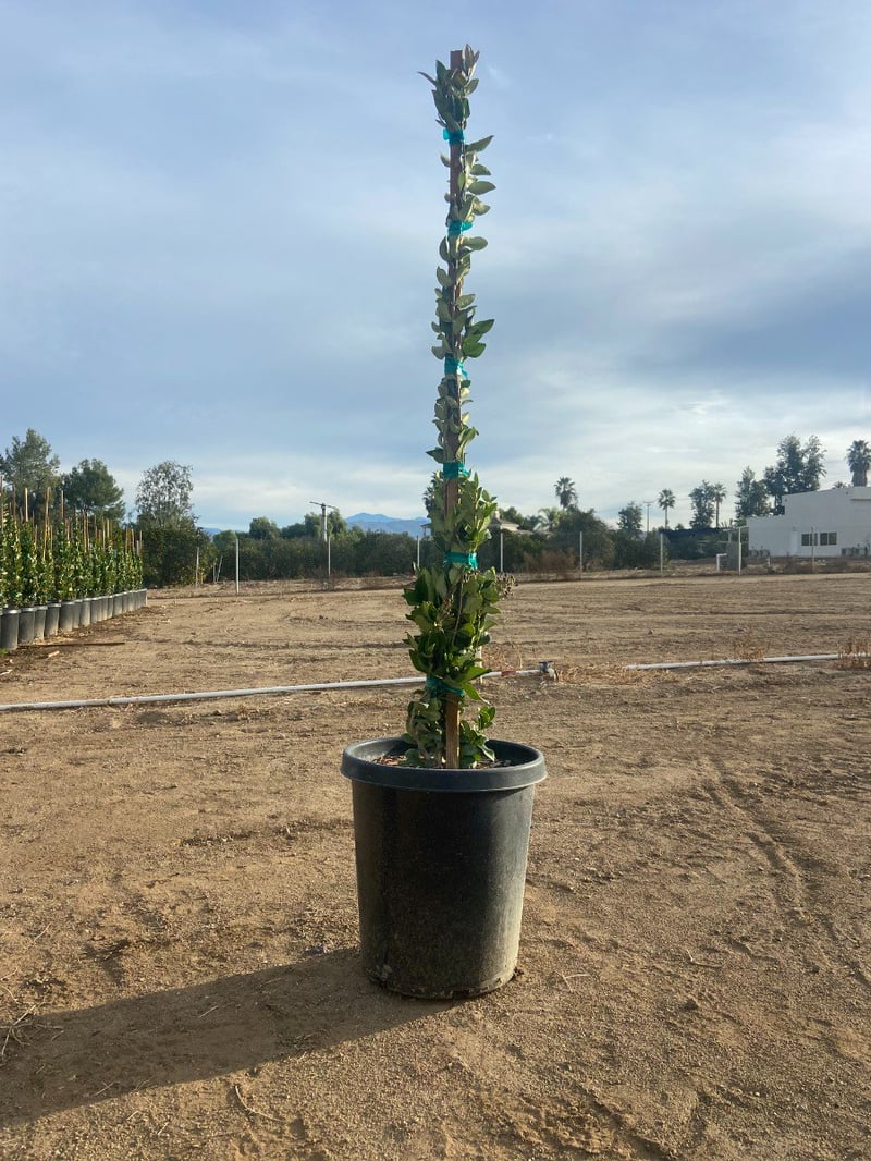 Photo for Ligustrum japonicum 'Texanum' (Staked) (Waxleaf Privet japonicum)