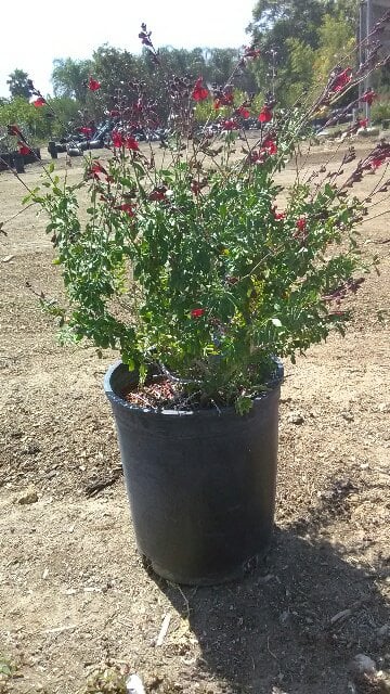 Photo for Salvia greggii 'Furman's Red' (Furman's Red Autumn Sage)
