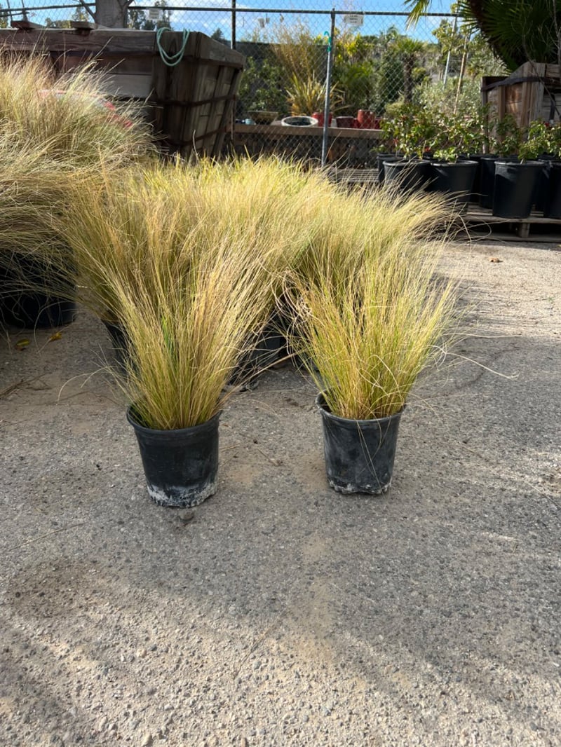 Photo for Nassella tenuissima (Mexican Feathergrass)