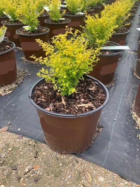 Photo for Ligustrum sinense 'Sunshine' (Sunshine Ligustrum)