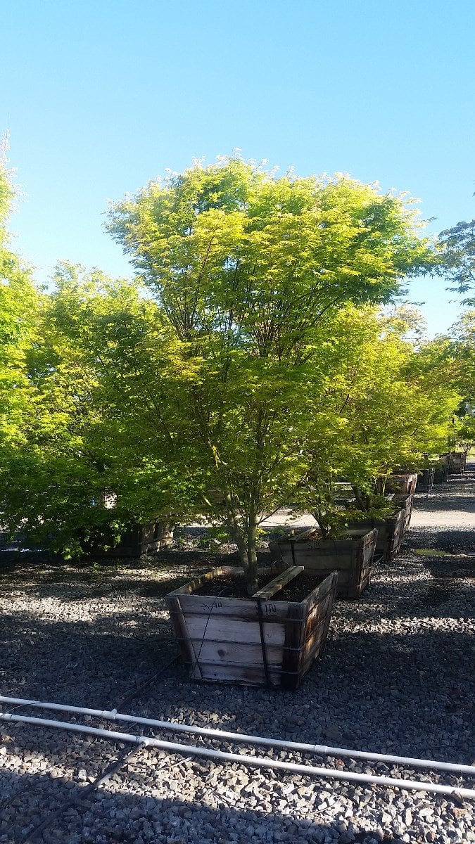 Photo for Acer palmatum (Japanese Maple)