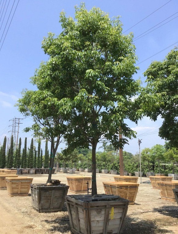 Photo for Tabebuia heterophylla (Pink Trumpet Tree)