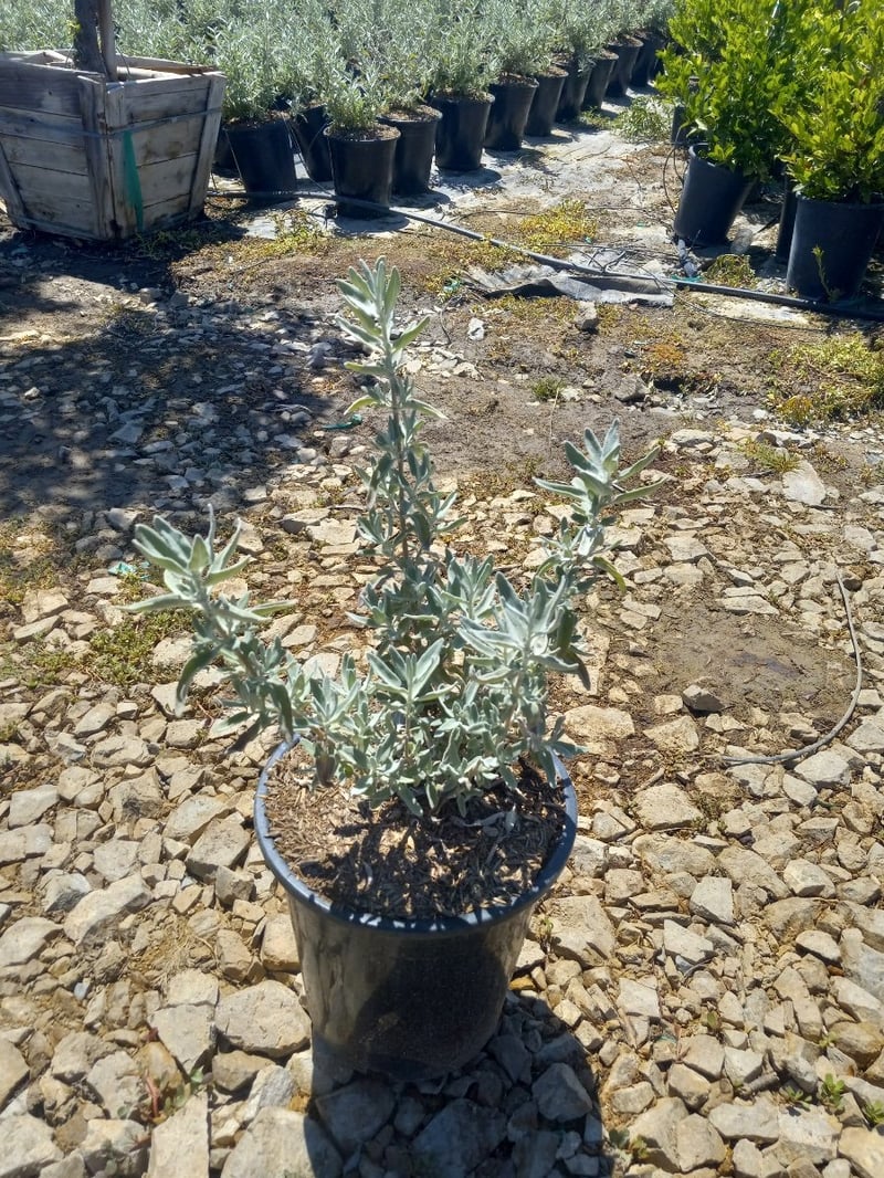 Photo for Salvia leucophylla (Purple Sage, Gray Sage)