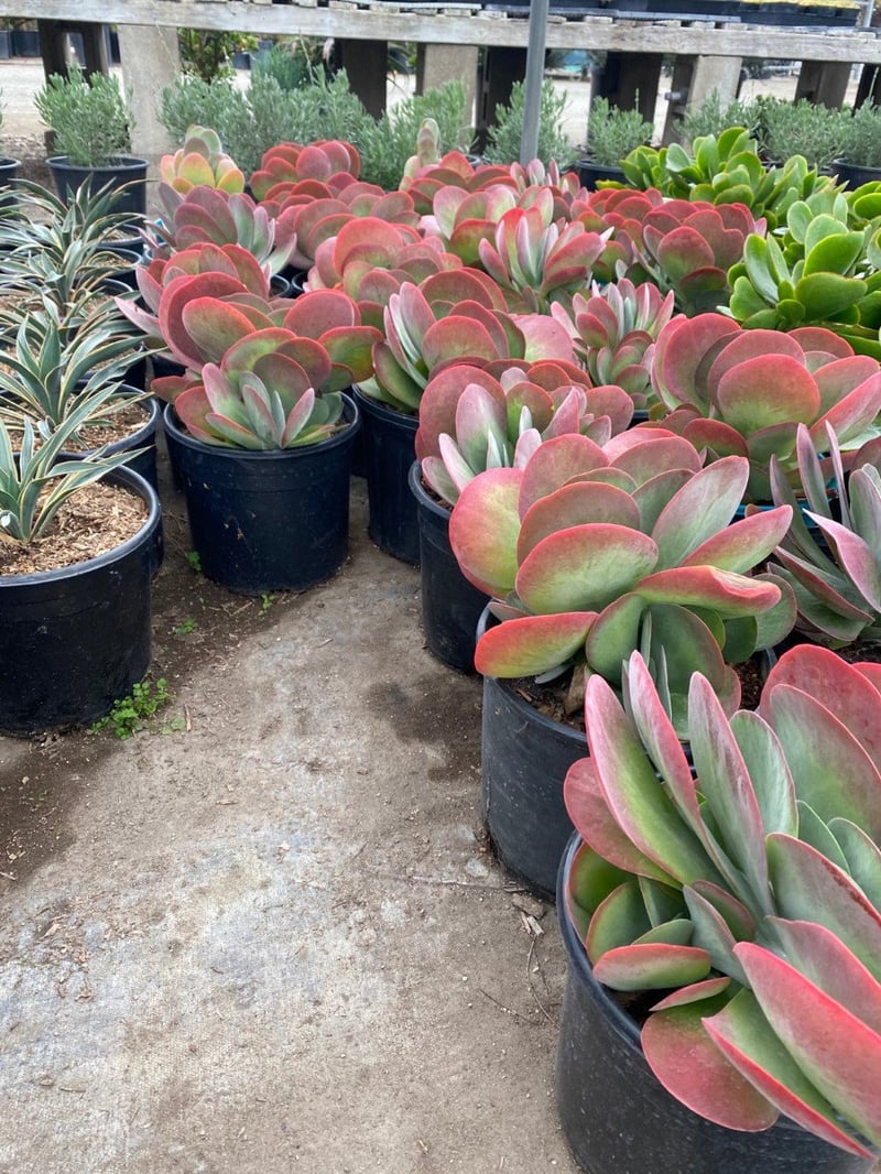 Photo for Kalanchoe thyrsiflora 'Flapjacks' (Flapjack Paddle Plant)