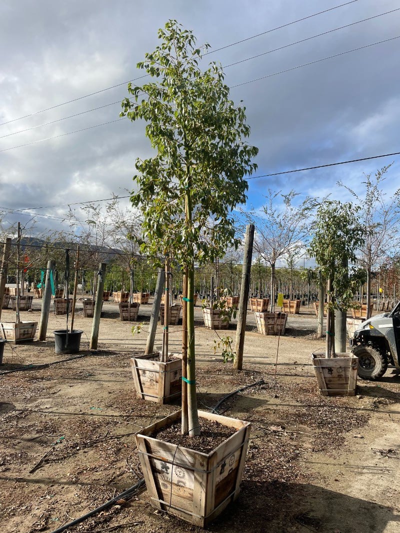 Photo for Brachychiton populneus (Bottle Tree)